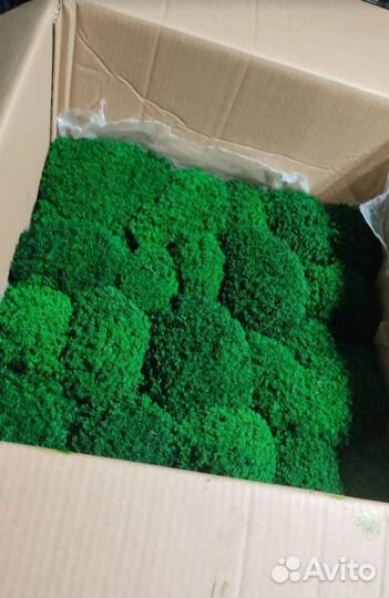 Стабилизированный мох для декора кочки премиум