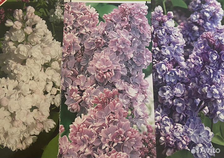 Сирень Красавица Москвы, Ами Шот