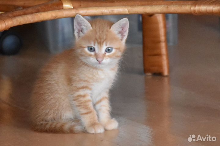 Котята в добрые руки бесплатно