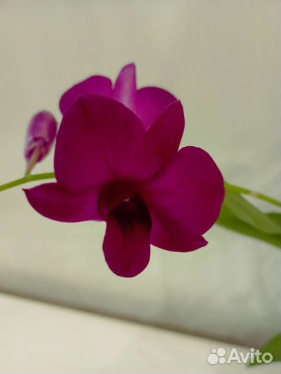 Дендробиум фаленопсис
