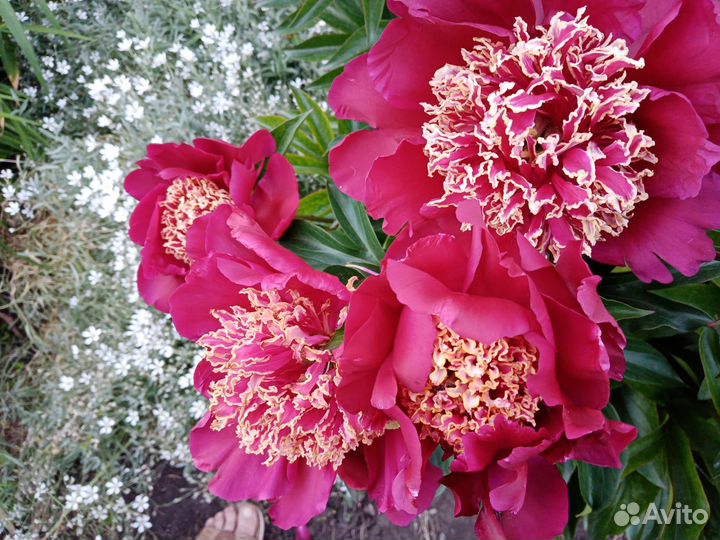 Пион срезочный, пион Акрон