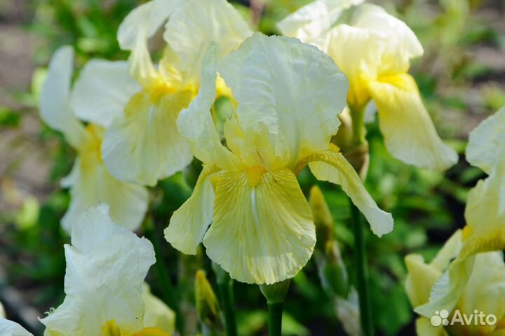 Ирисы сортовые высокие и карлики