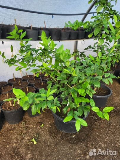 Саженцы лимона