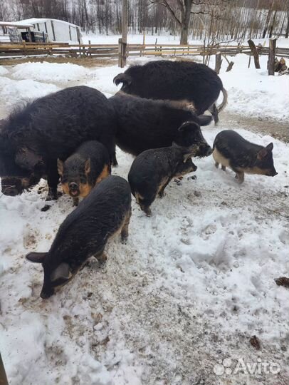 Поросята венгерской мангалицы