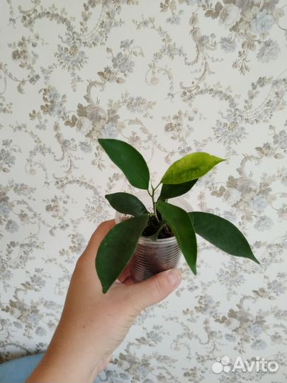 Фикусы сортовые