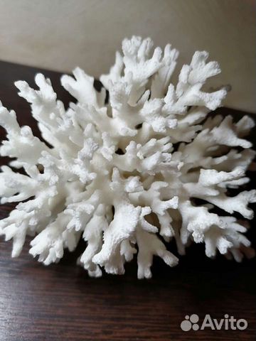 Коралл натуральный большой