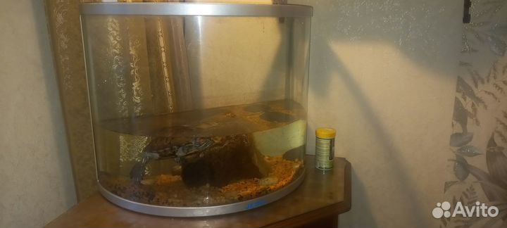 Красноухая черепаха с аквариумом