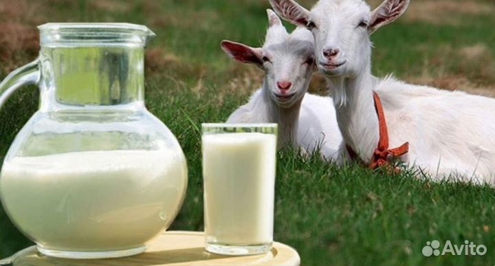 Козье молоко