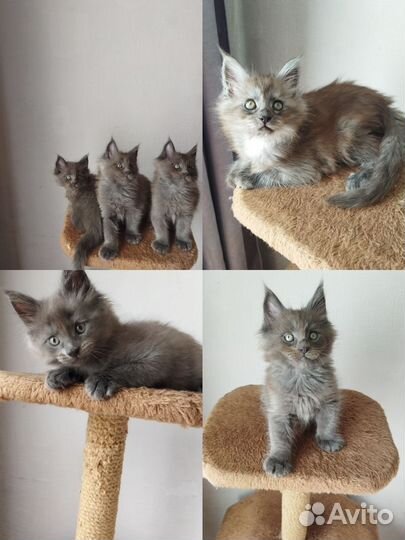Котята мейн-кун