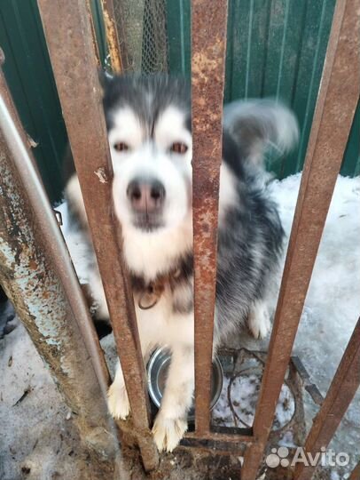 Аляскинский маламут в добрые руки