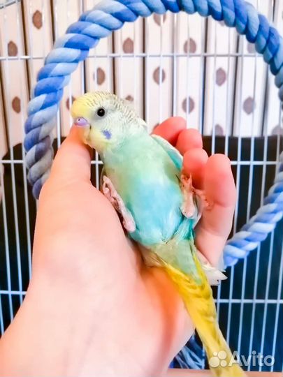 Попугай корелла / волнистый