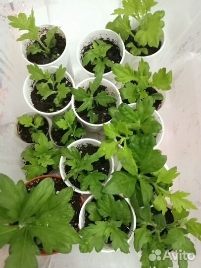 Хризантема белая