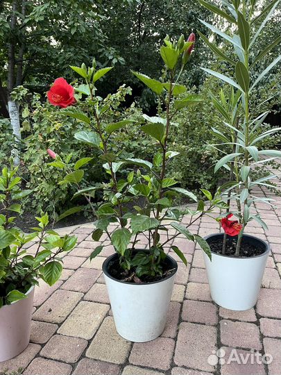 Китайская роза