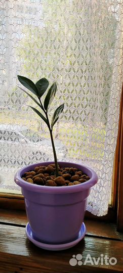 Комнатные цветы