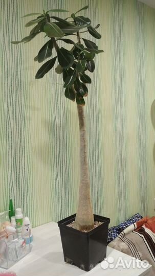 Адениум Тай Сокотранум Банг Кла