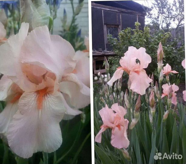 Ирисы бородатые,ирисы карликовые