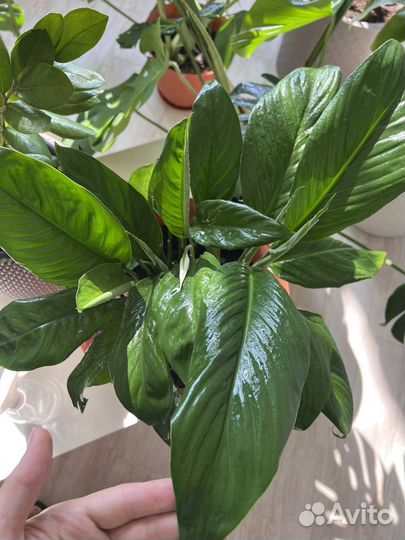 Спатифиллум