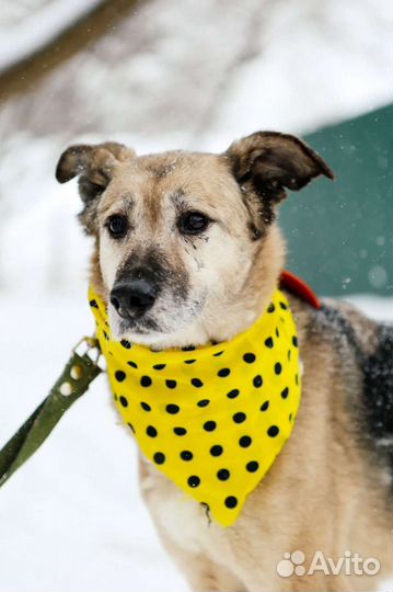 Собака во двор