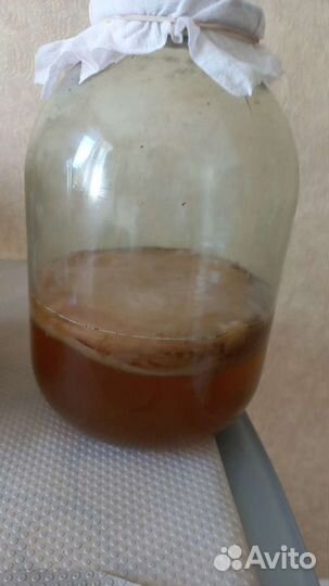 Чайный гриб -Комбуча