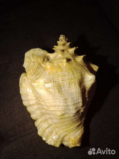 Большая огромная ракушка