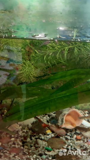 Мальки Гуппи