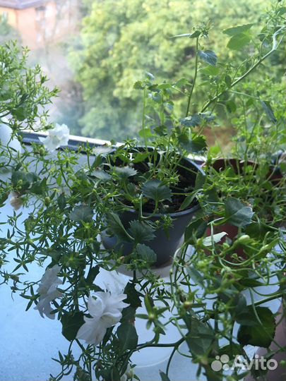 Кампанула махровая невеста