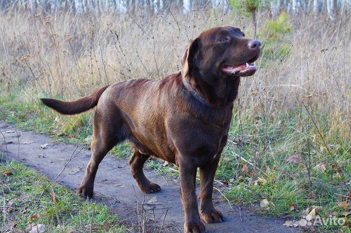 Лабрадор вязка