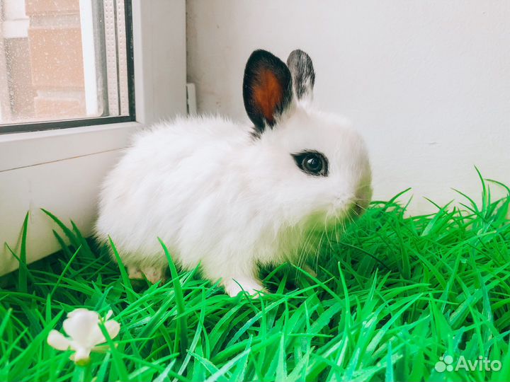 Карликовый кролик хотот