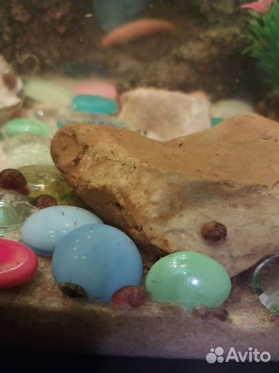 Улитки аквариумные