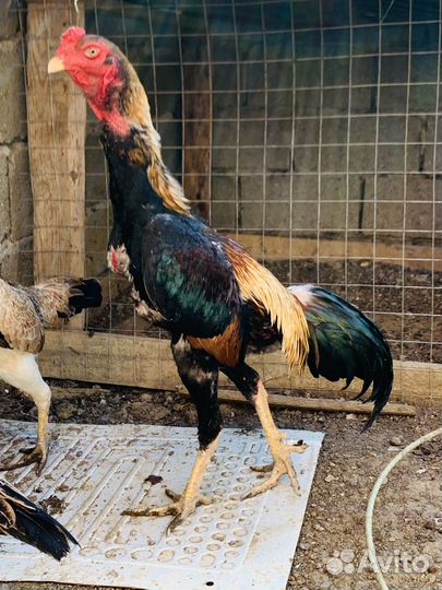Бойцовые петухи