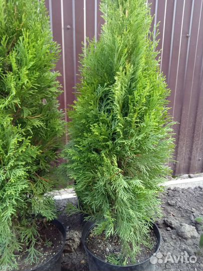 Туя голден смарагд