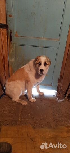 Отдам в добрые руки