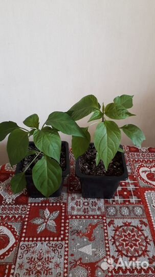 Продам рассаду халапеньо