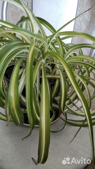 Хлорофитум полосатый,кудрявый