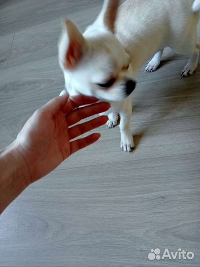 Чихуахуа вязка