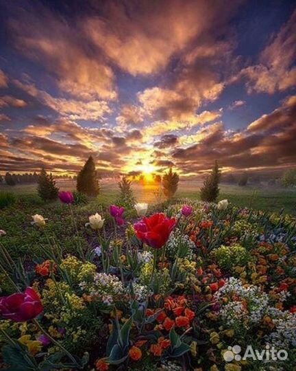 Алмазная мозаика 40x50 Красивое небо над поляной ц