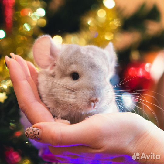 Шиншиллы