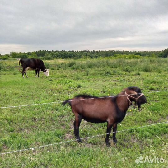 Коровы, козы