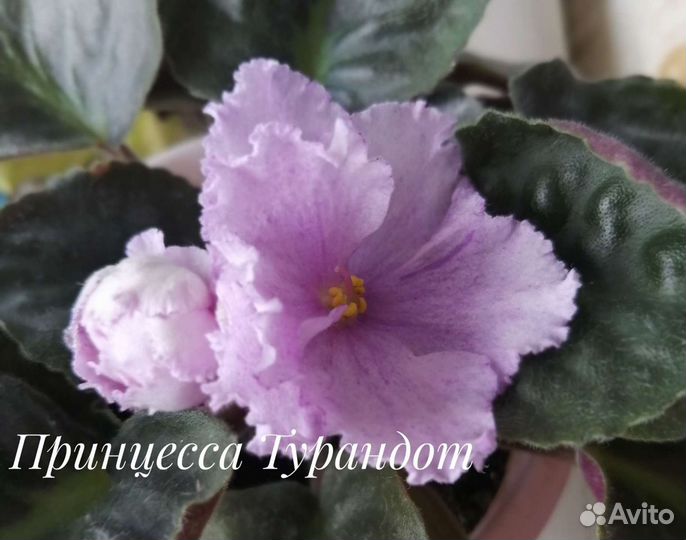 Фиалка листики