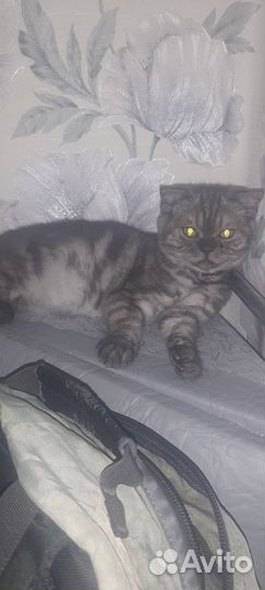 Кошка