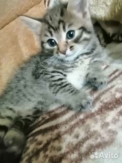 Кошка в дар бесплатно