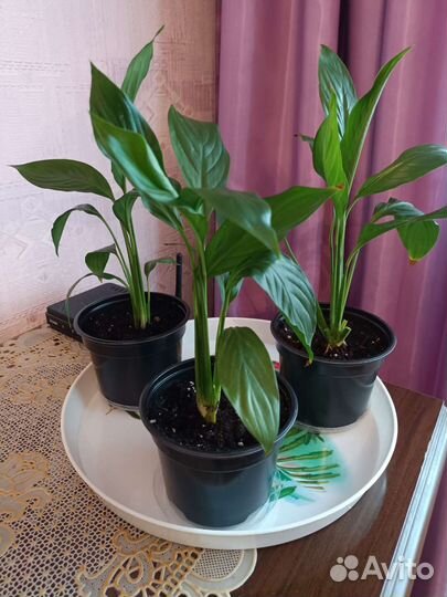 Спатифиллум