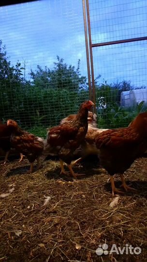 Виандот с голубым окаймлением