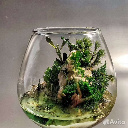 Флорариум, моссариум