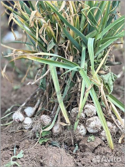 Доход от инвестиций от 25 до 50 годовых