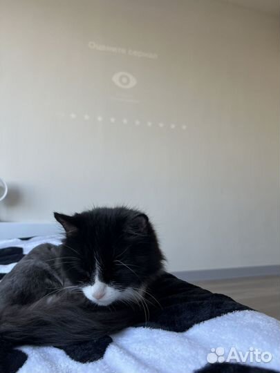 Миниатюрная кошечка в добрые руки