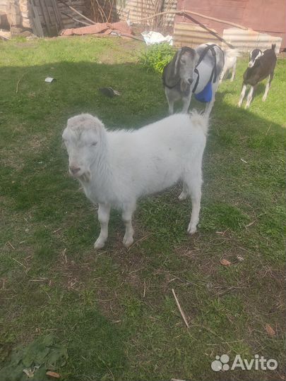 Козлик ламанча