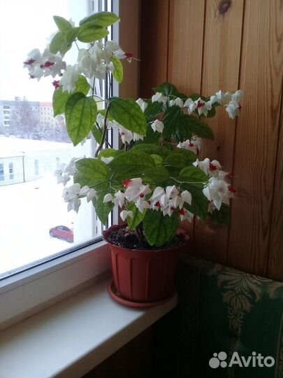 Укорененные черенки Клеродендрум Томпсона