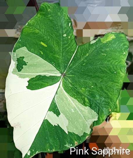 Колоказия Pink Sapphire