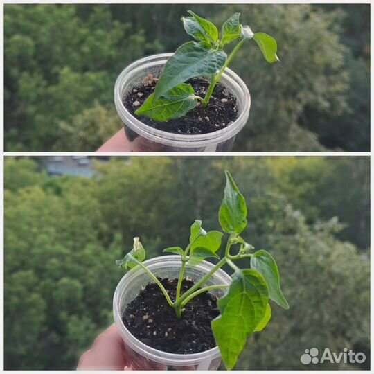 Острый ягодный перец Aji Mango, базилик, мята